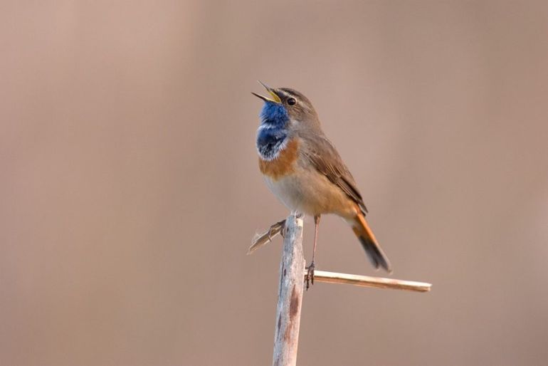 De blauwborst is een van de aandacht- en icoonsoorten binnen de provincie Utrecht