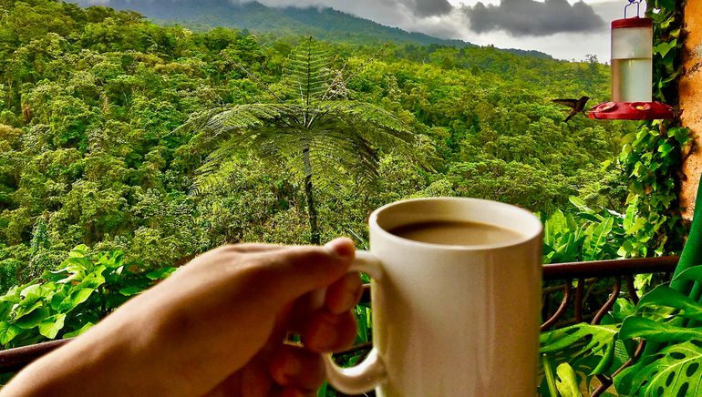 Bird Friendly-koffie groeit in de schaduw, dus er wordt geen regenwoud voor gekapt. Goed voor vogels en milieu