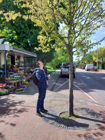 Naturalis-promovendus Nemi Dorst inventariseert een allergene Haagbeuk naast het bloemenstalletje aan de Jan van Houtkade in Leiden