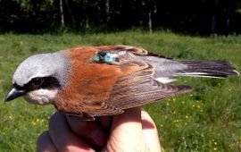 Roine Strandberg, Universiteit Lund - EENMALIG GEBRUIK Werkgroep Grauwe Kiekendief De trekroute van de grauwe klauwier is recentelijk met kleine lichtloggers ontrafeld. Zoals vrijwel alle zangvogels reizen grauwe klauwieren veel sneller in het voor- dan in het najaar (totale treksnelheid is 190 versus 101 kilometer per dag).