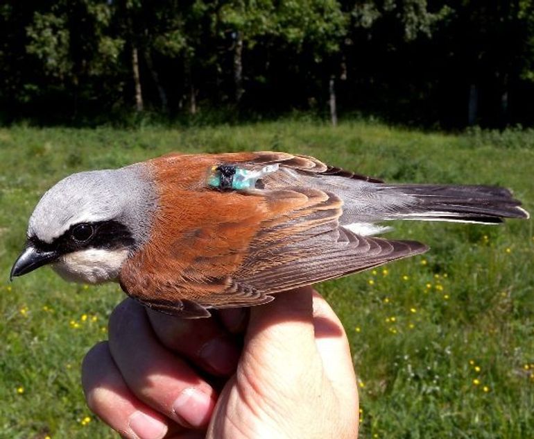 De trekroute van de grauwe klauwier is recentelijk met kleine lichtloggers ontrafeld. Zoals vrijwel alle zangvogels reizen grauwe klauwieren veel sneller in het voor- dan in het najaar (totale treksnelheid is 190 versus 101 kilometer per dag)