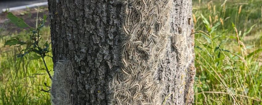 Plakkaat eikenprocessierupsen laag op de stam in Nieuwleusen, juni 2024