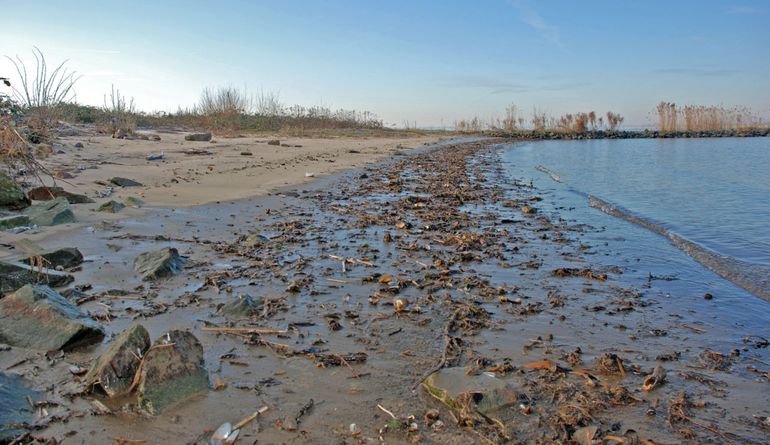 Aanspoelsel op rivierstrand, waaronder Platte zwanenmossels