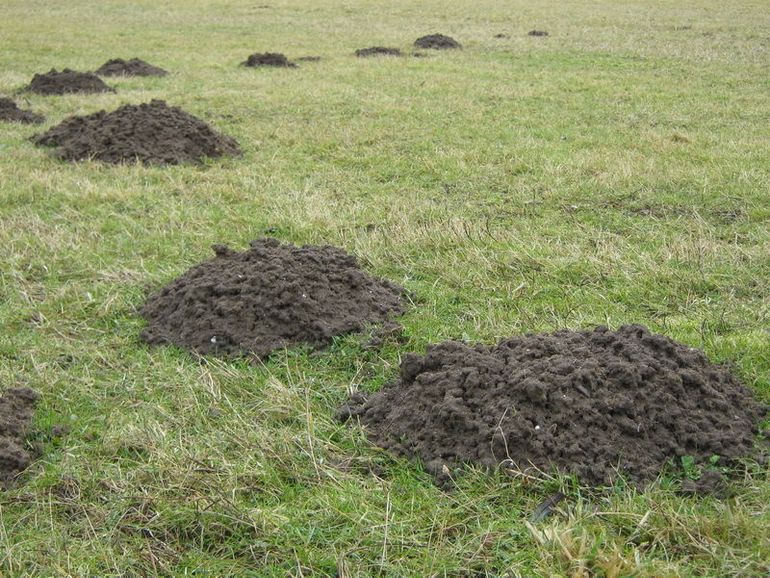 Meerdere molshopen in een grasveld