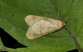 Peter Gergely, Saxifraga Alsophila aceraria. Najaarsboomspanner
