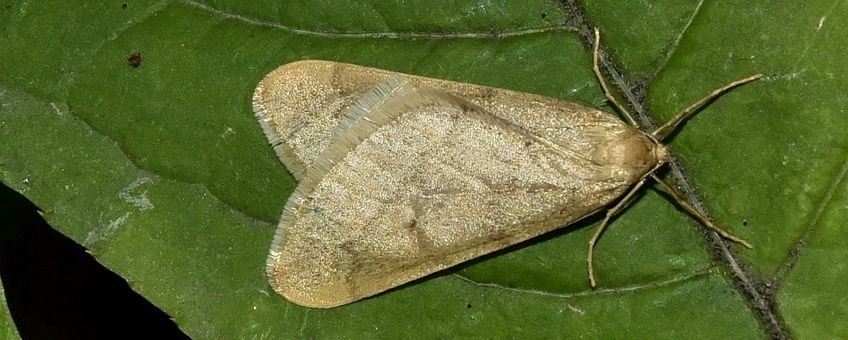 Alsophila aceraria. Najaarsboomspanner