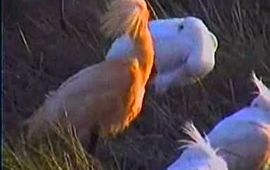 Vogelbescherming Nederland Oranje lepelaar