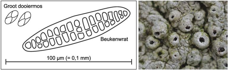 De sporen van de beukenwrat zijn enorm vergeleken met de sporen van andere korstmossen, zoals die van het algemene groot dooiermos. De beukenwrat vormt de sporen in witte wratten (rechts)