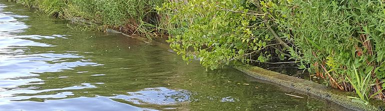 De oever van het kanaal is beschoeid, maar op sommige plaatsen vinden rivierdonderpadden leefruimte achter de beschoeiing