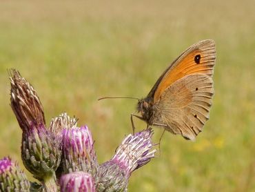 Vanaf eind mei zijn de eerste bruin zandoogjes te verwachten. In het begin zijn de mannetjes in de meerderheid