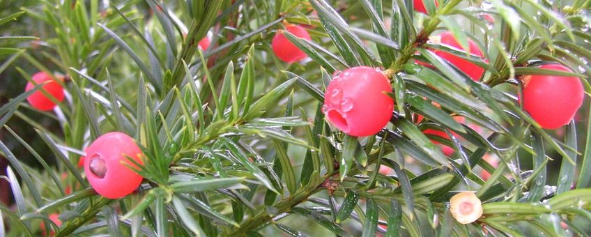 Taxus, schijnbessen