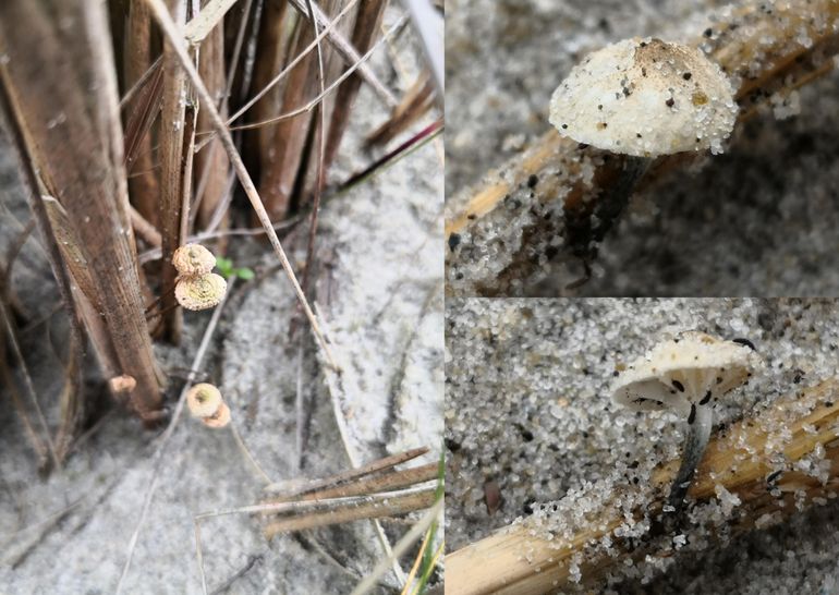 Het grootsporig Zeerusruitertje (Marasmiellus trabutii var. longisporus)