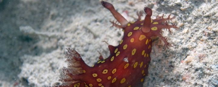 Nature Today | Spotted sea slug is a supermodel