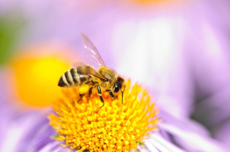 Honingbij bestuift bloem