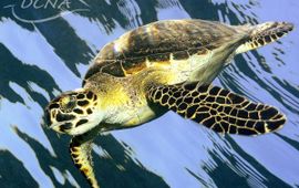 Eenmalig gebruik
Hawksbill turtle, karetschildpad (Eretmochelys imbricata)