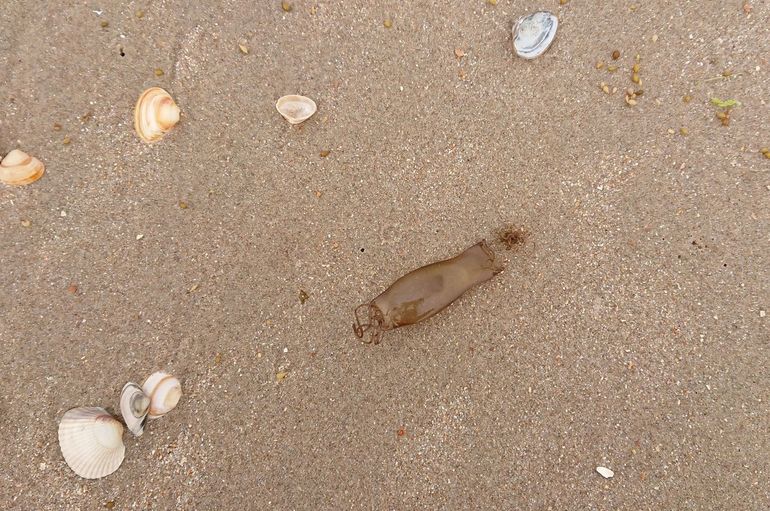 Eikapsel van een hondshaai op het strand
