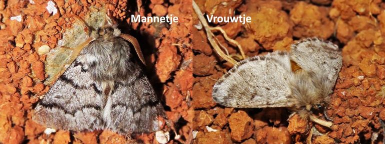 Mannetjesvlinder (links) en vrouwtjesvlinder (rechts) van de dennenprocessierups