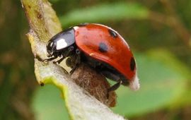 Paul Wouters en Marianne Horemans Dinocampus coccinellae