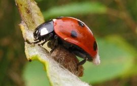 Dinocampus coccinellae