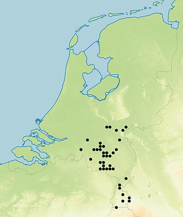 Verspreiding van de vermiljoenkever, weergegeven in hokken van vijf bij vijf kilometer