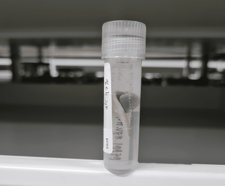 De eerste Obama-platworm van Nederland staat op sterk water in de collectie van Naturalis. Zo is hij beschikbaar voor onderzoekers