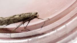 Het pedaalmotje Argyresthia impura - primair