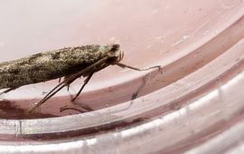 Het pedaalmotje Argyresthia impura - primair