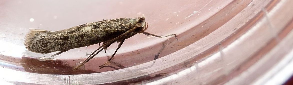 Het pedaalmotje Argyresthia impura - primair