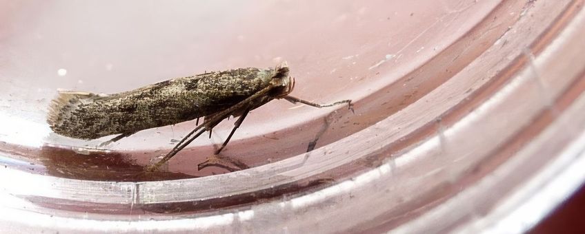 Het pedaalmotje Argyresthia impura - primair