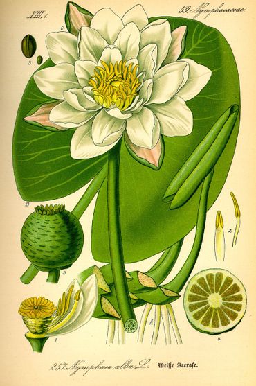 Waterlelie in het boek Flora von Deutschland Österreich und der Schweiz (1885)