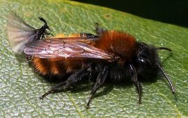 Man Stylops nevinsoni op achterlijf vosje Andrena fulva