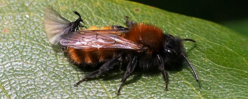 Man Stylops nevinsoni op achterlijf vosje Andrena fulva