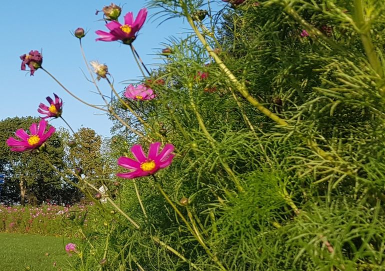 Bloemenrand langs pachtgrond