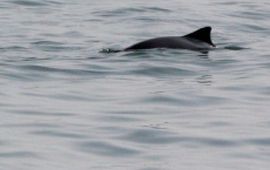 WouterJan Strietman bruinvis Oosterschelde