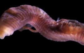 Ton van Haaren lead nwe worm