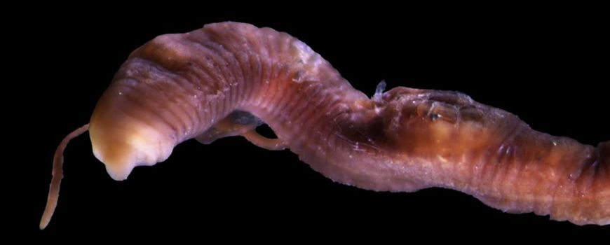 Nature Today |  The worm from the delta region is new to science