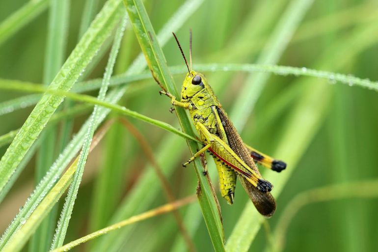 Vogelherkennings-apps kunnen (nog) niet met insecten uit de voeten