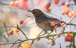 Shutterstock Merel bessen