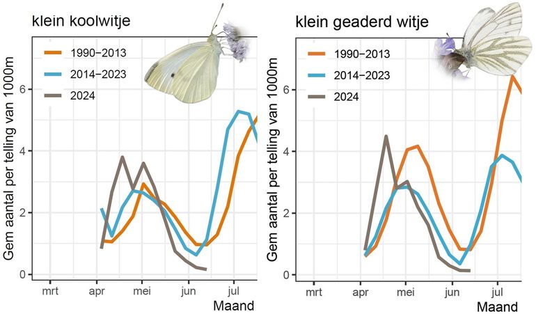 Aanwezigheid van klein koolwitje (links) en klein geaderd witje (rechts) op de monitoringroutes van het meetnet vlinders, vergeleken met de vorige perioden