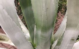 Renske Ek Agave americana in collectie Paleis Het Loo
