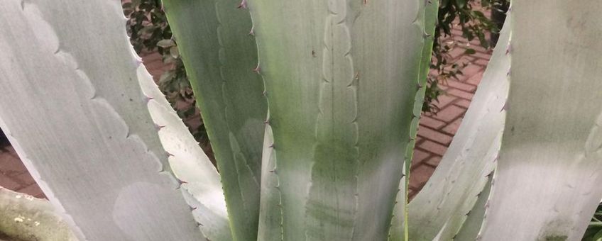 Agave americana in collectie Paleis Het Loo