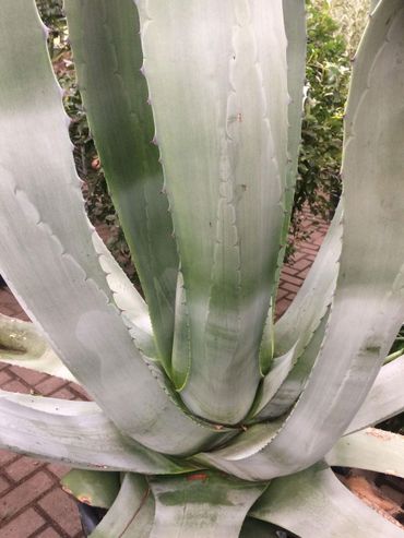 Agave americana in collectie Paleis Het Loo