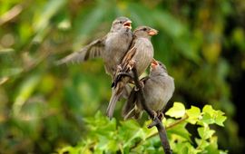 Passer domesticus. Huismus