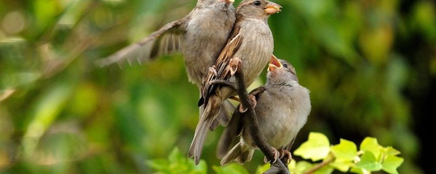 Passer domesticus. Huismus