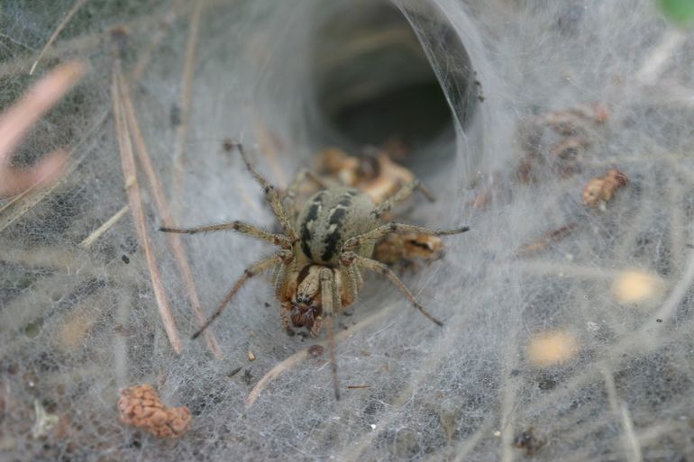 Gewone doolhofspin (Agelena labyrinthica)