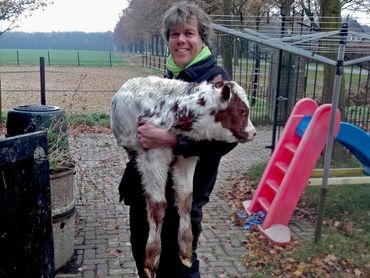 Boer Eric Lamers met het eerste vlinderkalf, Atalanta Holstina 1