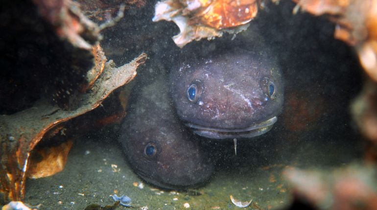 Paartje Vorskwabben in het Grevelingenmeer, waargenomen op 3 september 2016 in het Grevelingenmeer bij Dreischor