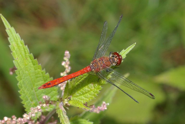 Bloedrode heidelibelle