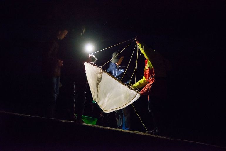 Vrijwilligers in actie met een kruisnet, de eerste glasaal is gevangen