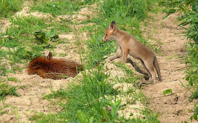 Jonge vosjes oefenen het jagen door te spelen